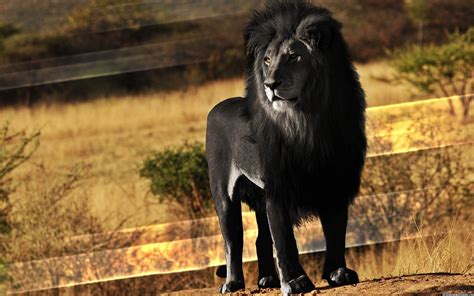 Black lion - Interesting Lion Facts 1. African lions live in groups called ‘prides’. The African lion is actually the most social of all big cats on the planet. A pride can include up to 30 animals, but typically are made up of 10-15, with five or six females, their cubs (both male and female) and two males who breed with the females in the group. 2.